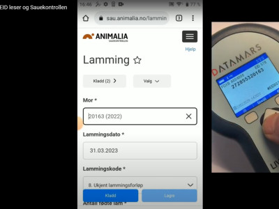 TracKing-1 EID leser - Lamming